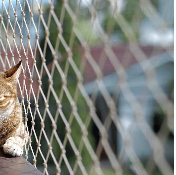 Kedi Güvenlik Filesi
